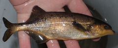 Marcusenius altisambesi