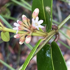 Leichhardtia suaveolens