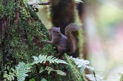 Microsciurus flaviventer
