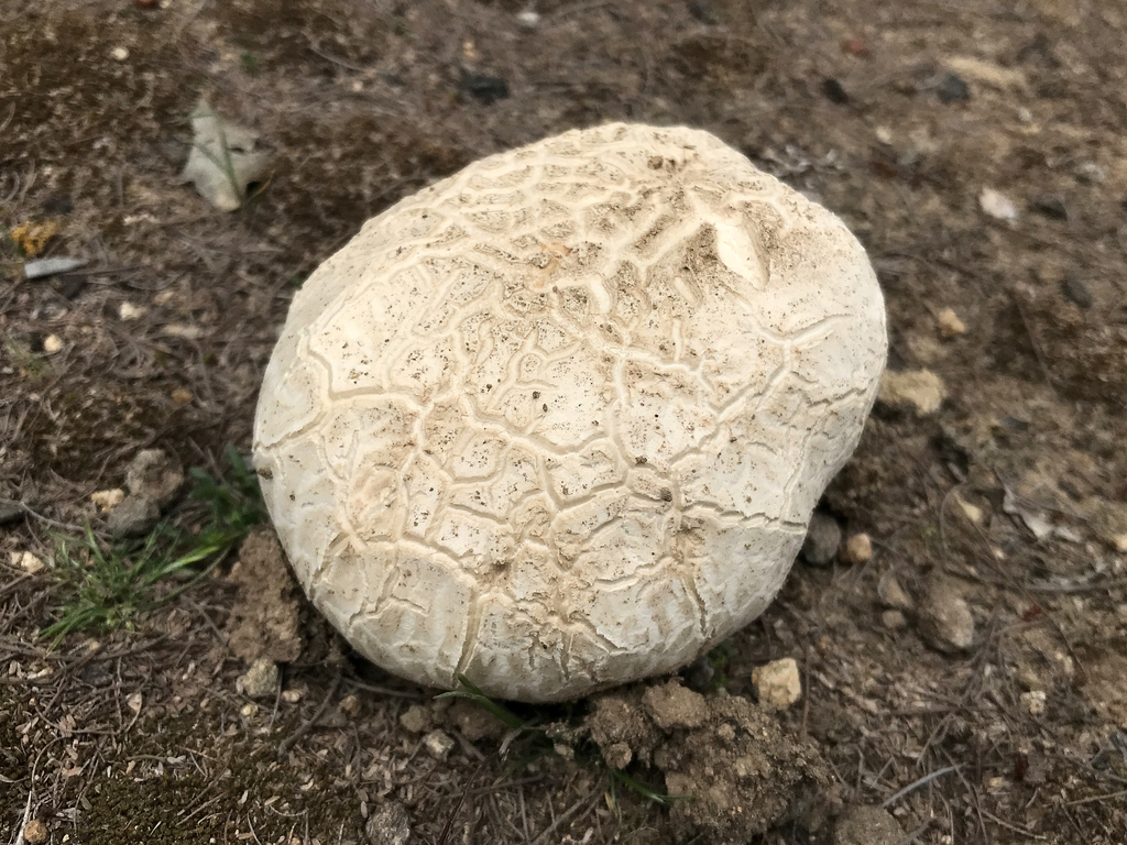 Lycoperdon utriforme · October 2021 · photo: © abenitezmora (iNaturalist, cc-by)