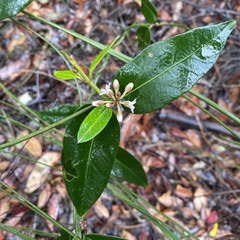 Leichhardtia suaveolens