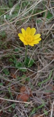 Ranunculus bullatus