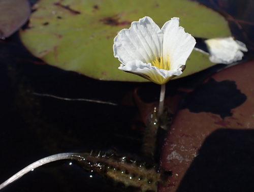 Image of Ottelia muricata by (c) National Geographic Okavango Wilderness Project, some rights reserved (CC BY)