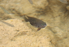 Plectroglyphidodon marginatus
