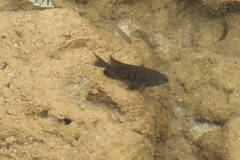 Plectroglyphidodon marginatus