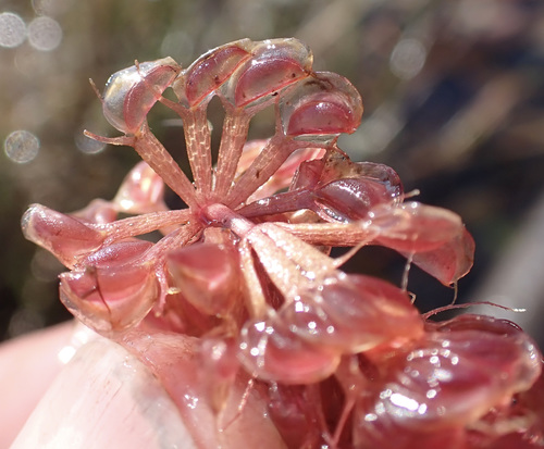 Image of Aldrovanda vesiculosa by (c) National Geographic Okavango Wilderness Project, some rights reserved (CC BY)