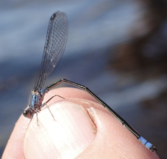 Pseudagrion deningi