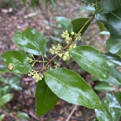 Notelaea ovata