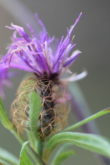 Centaurea rhaetica