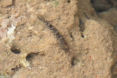 Bathygobius cocosensis