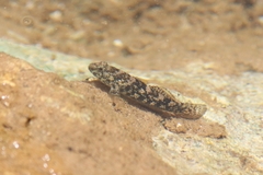 Bathygobius cocosensis