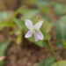 Long Sepal Violet - Photo (c) Sunnetchan, some rights reserved (CC BY-NC-SA), uploaded by Sunnetchan