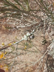 Rhopalomyia chrysothamni