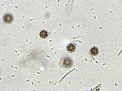 Lycoperdon mammiforme