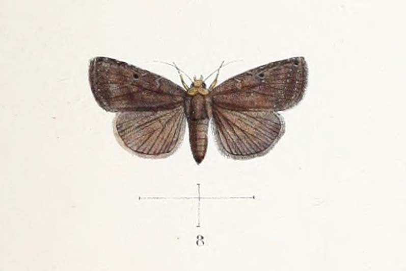 Rivula auripalpis