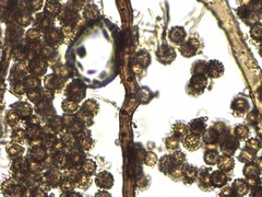 Lycoperdon mammiforme