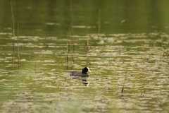 Fulica atra