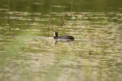 Fulica atra