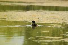 Fulica atra