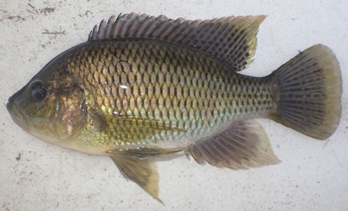 Rainbow dream (Sargochromis carlottae) — Cichlidae — 2