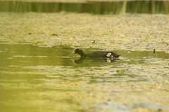 Fulica atra