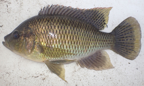 Rainbow Happy (Sargochromis carlottae) · iNaturalist