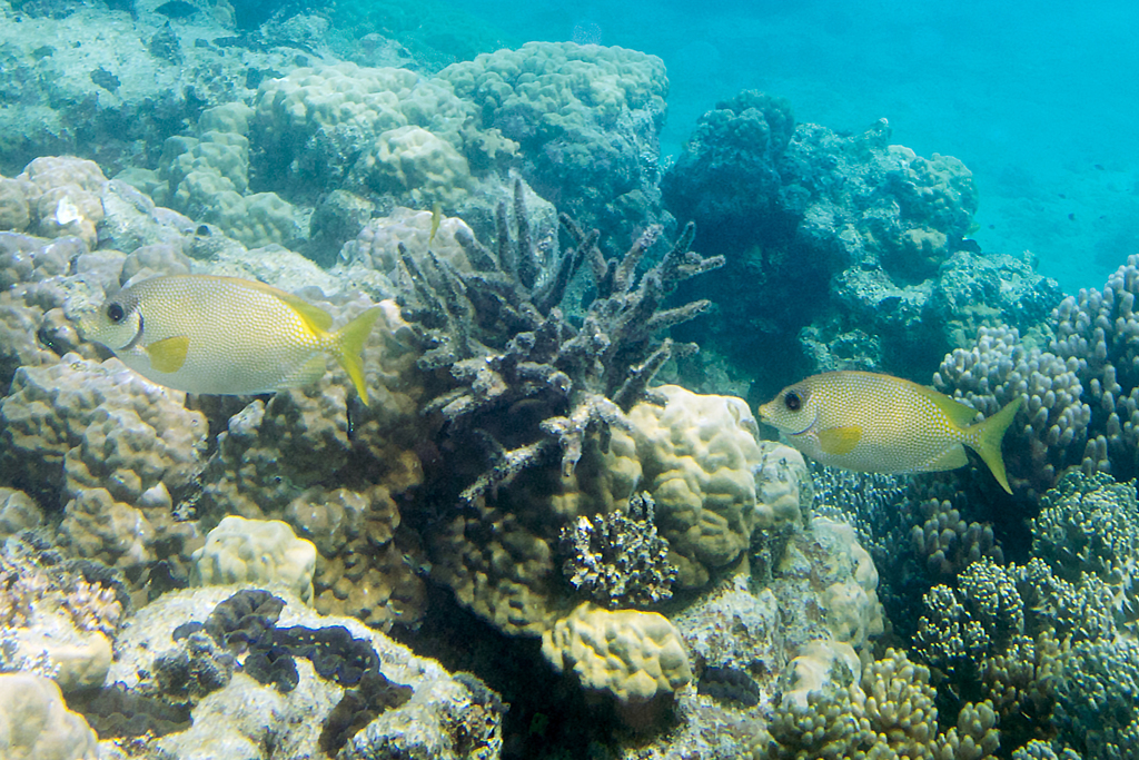 Blue-spotted spinefoot