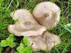Entoloma clypeatum