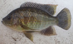 Sargochromis carlottae