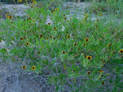 Encelia palmeri