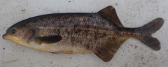 Marcusenius altisambesi