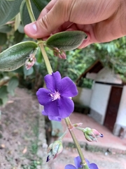 Pleroma heteromallum