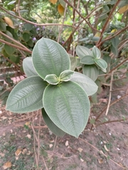 Pleroma heteromallum