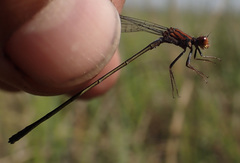 Pseudagrion rufostigma