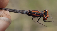 Pseudagrion rufostigma