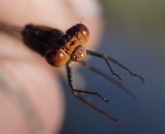 Pseudagrion rufostigma