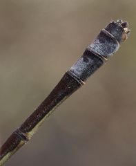 Pseudagrion rufostigma