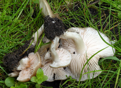 Entoloma clypeatum