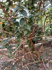 Pleroma heteromallum