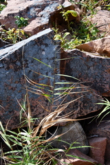 Phragmites japonicus