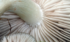 Entoloma clypeatum