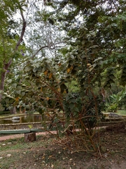 Pleroma heteromallum