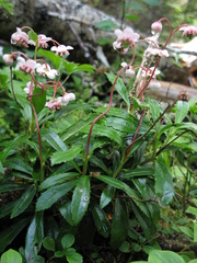 Chimaphila umbellata cisatlantica