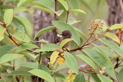 Coryphospingus