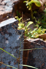 Phragmites japonicus