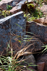 Phragmites japonicus