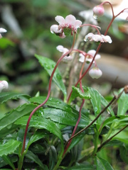 Chimaphila umbellata cisatlantica
