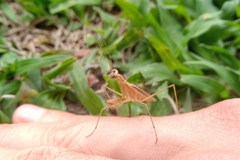 Eumusonia