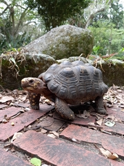 Chelonoidis carbonarius