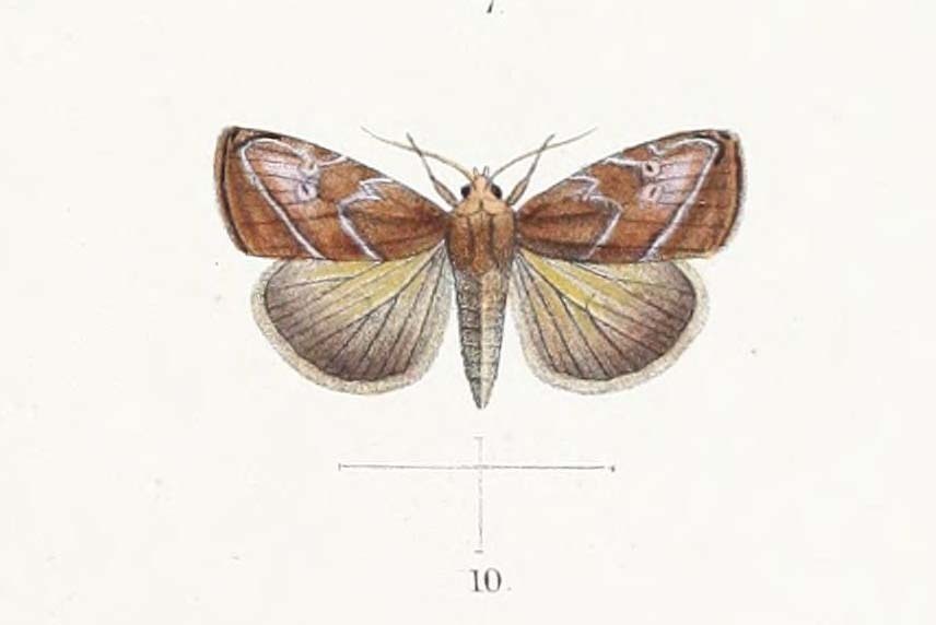 Rivula trilineata